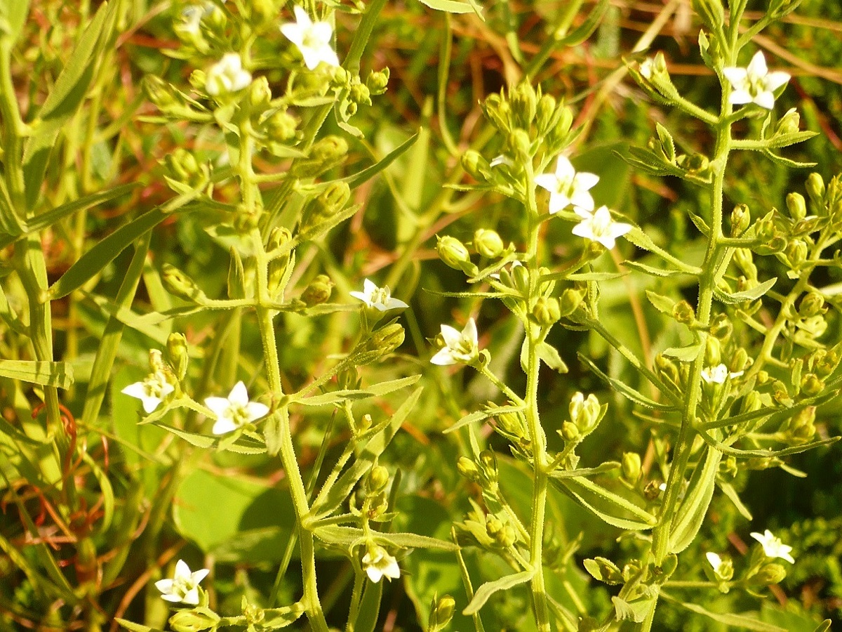 Thesium pyrenaicum subsp. pyrenaicum (Santalaceae)